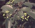 بادام وحشی، brown ivory,dog plum,wild almond